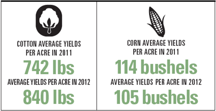 AL Cotton and Corn graphic