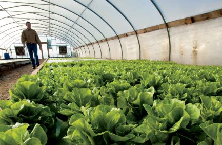 Alabama catfish farm diversifies its operation with tilapia and hydroponic lettuce