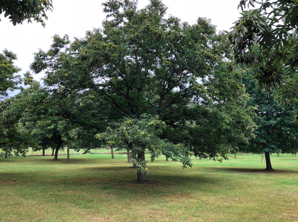 How Michigan Researchers are Saving the American Chestnut Farm Flavor