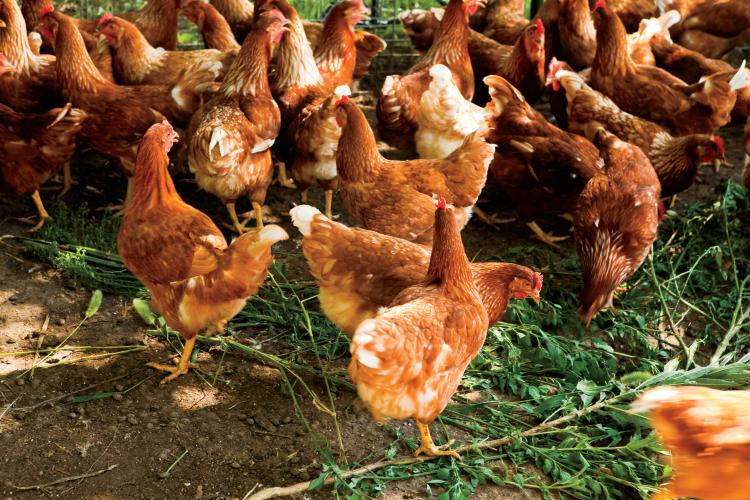 Mississippi broiler chickens