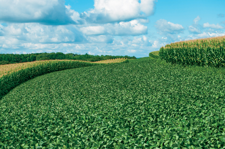 soybeans and corn