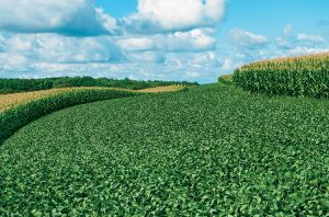 Soybean and Corn Crops
