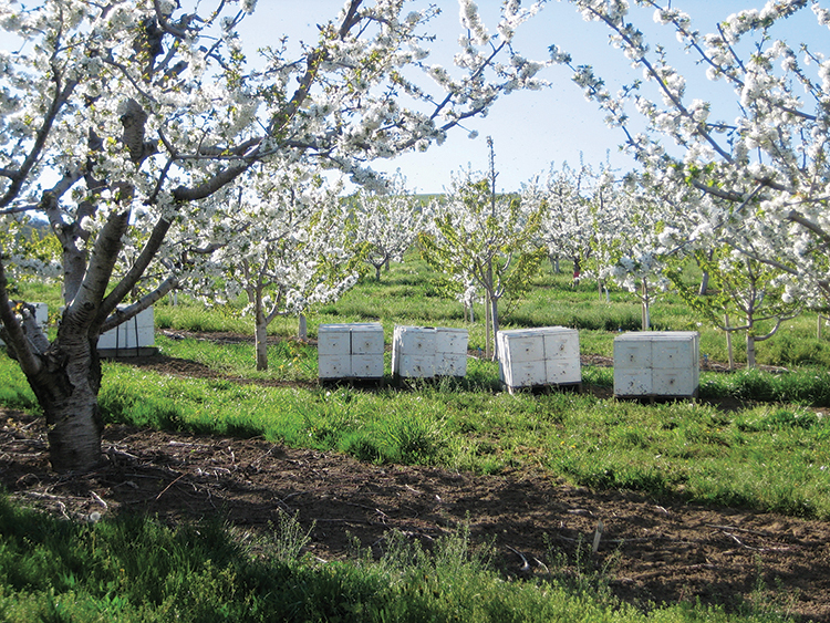 Omeg Orchards attracts bees to its cherry trees through planting insectaries.