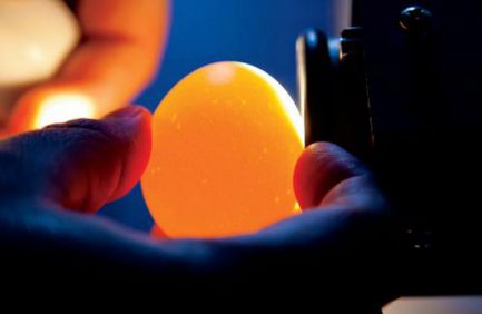 Illinois Egg Safety Inspection