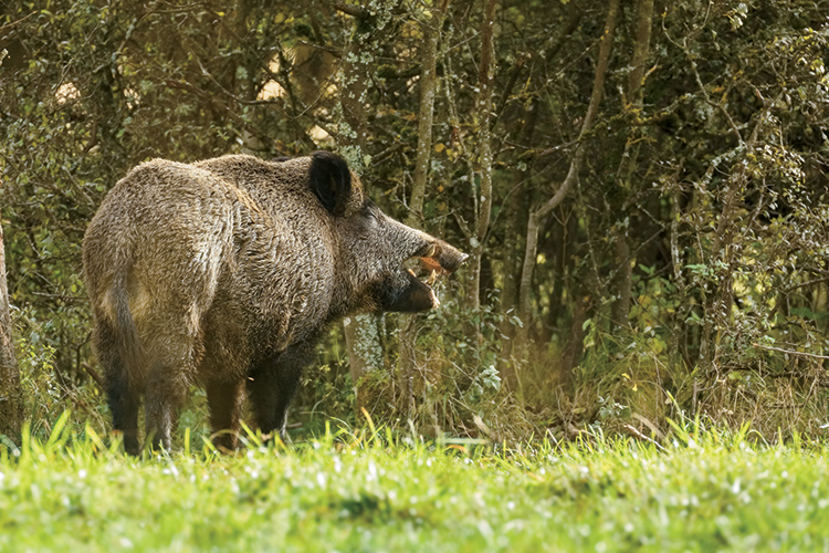 Wild boar, eating fallen apples