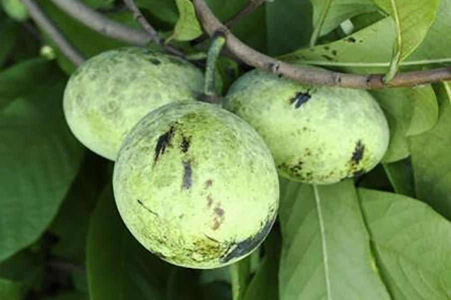 Pawpaw tree