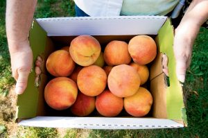 Iced Summer Peaches recipe