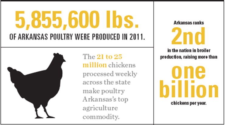Arkansas Poultry Graphic