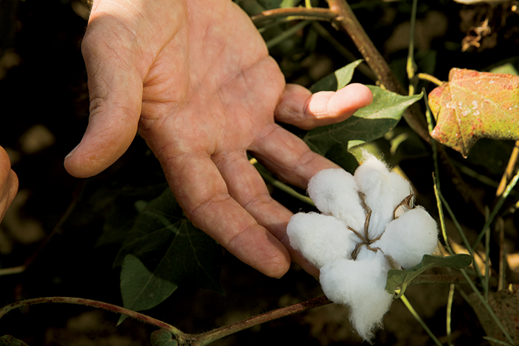 Cotton from Felton Farms in Marianna Arkansas