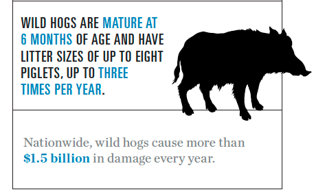 Wild Hog Infographic