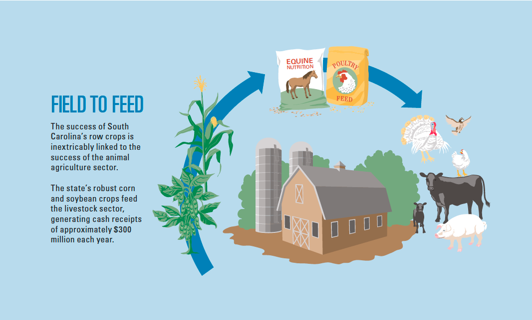 South Carolina Field to Feed Infographic