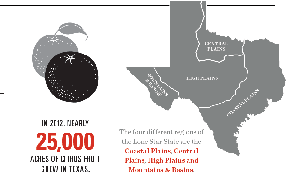 Texas Agriculture Infographic