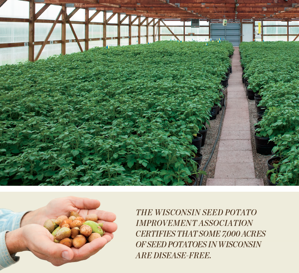 Wisconsin seed potato greenhouse