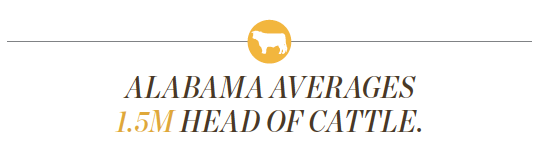 Alabama cattle
