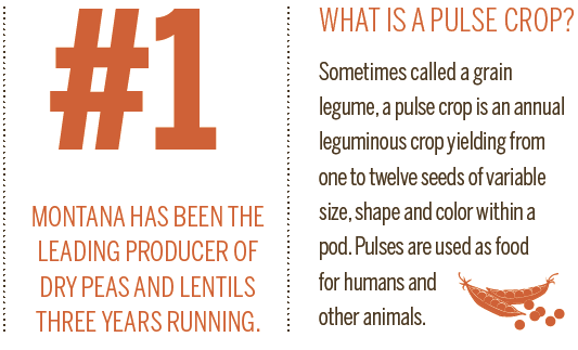 Montana Dry Peas and Lentils [INFOGRAPHIC]
