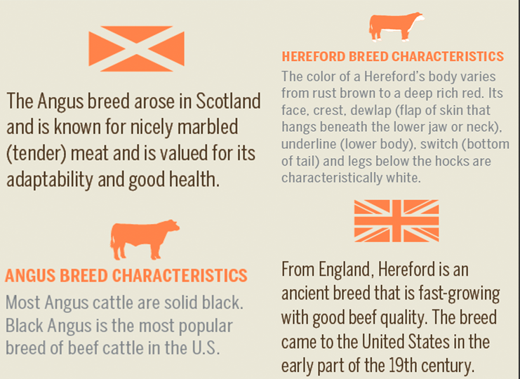 Beef Breed [INFOGRAPHIC]
