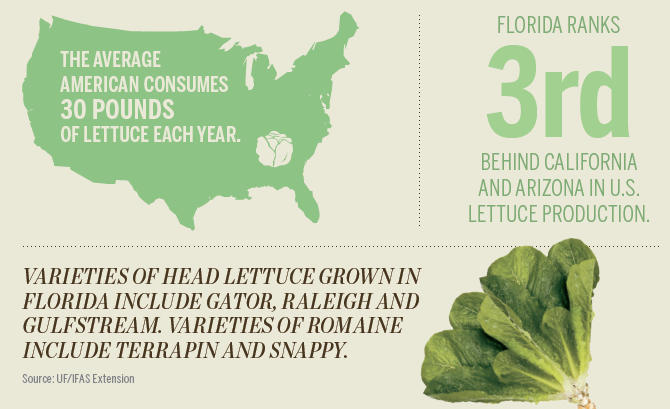 Florida lettuce [INFOGRAPHIC]