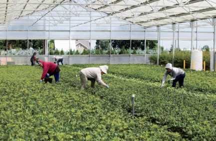 Woodburn Nursery recycles irrigation water and fertilizer from its greenhouses and fields.