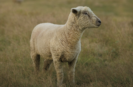 Ohio Sheep