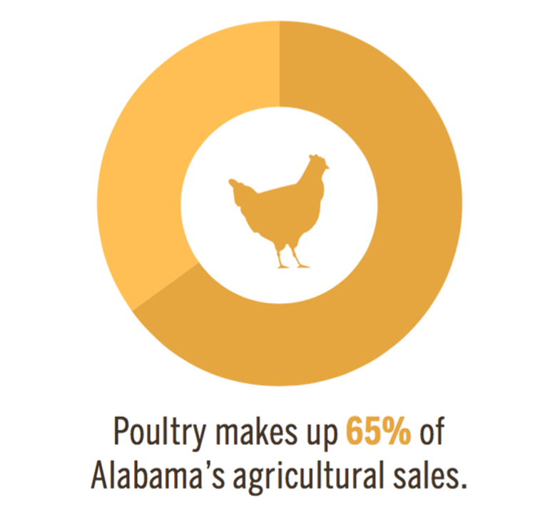 Alabama chicken industry [INFOGRAPHIC]