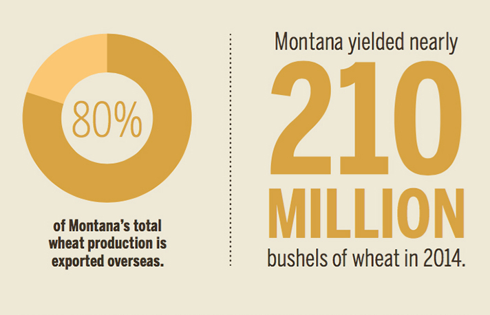 Montana wheat [INFOGRAPHIC]