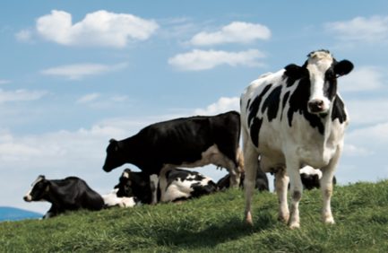 dairy cows modern dairy farming