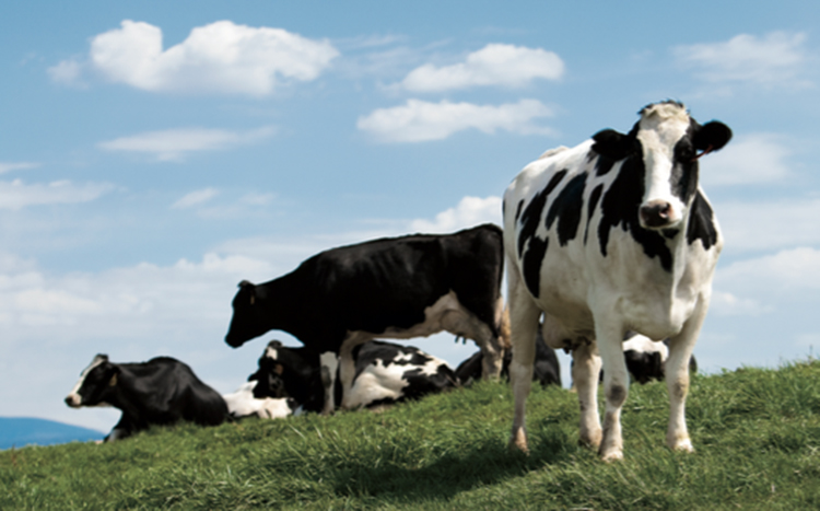 dairy cows modern dairy farming