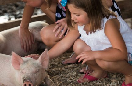kids petting pigs