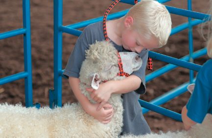 boy hugging sheep