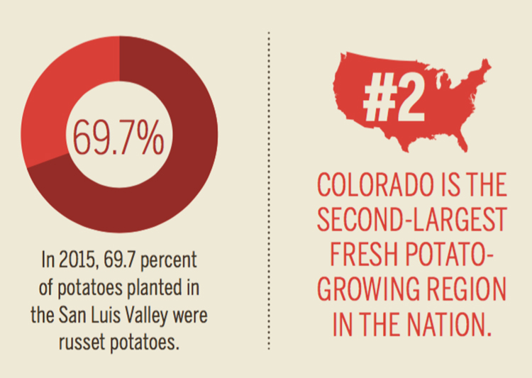 Colorado potato [INFOGRAPHIC]