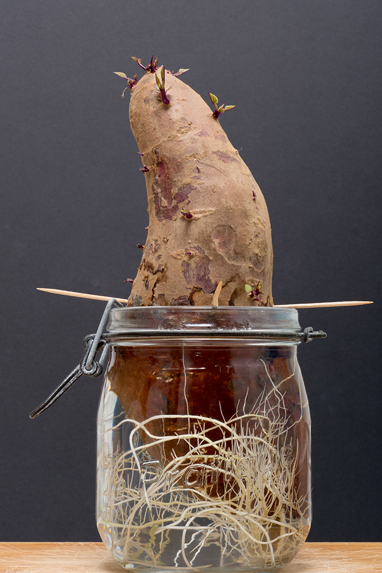 growing a sweet potato in a jar