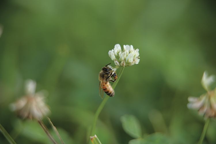 Honeybee, Trubeehoney.com