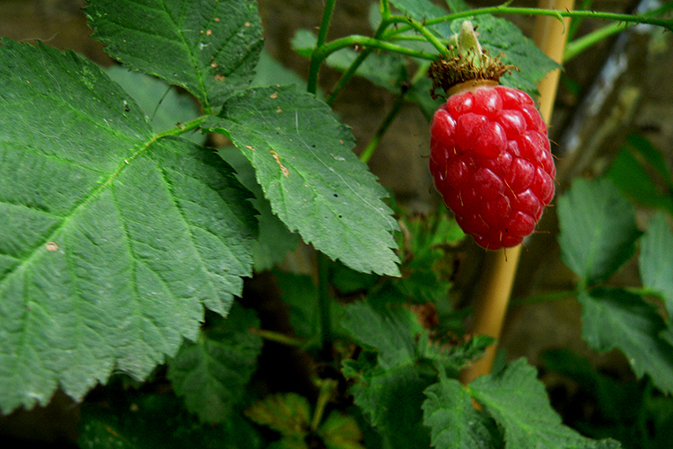 6 Bizarre Hybrid Fruits and Vegetables You Should Know About Page 5