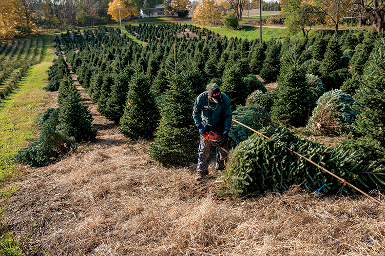 Christmas Tree Farms Michigan