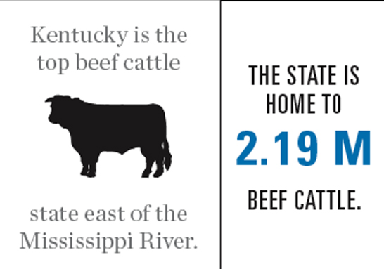 Kentucky Beef Industry Graphic