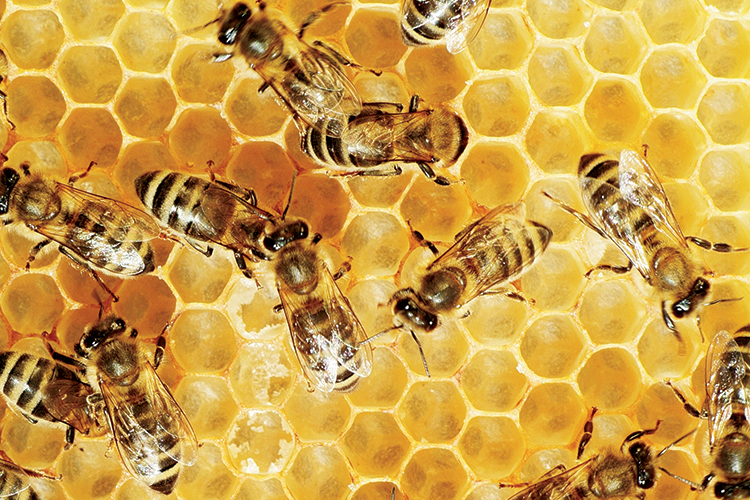 Honeybees on a comb