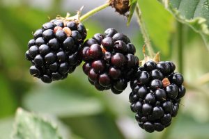 Blackberries grow on a blackberry bush
