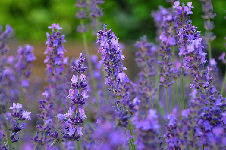 7 Scented Plants to Repel Mosquitos - Farm Flavor