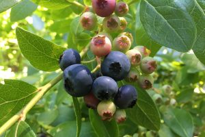 How to pick blueberries