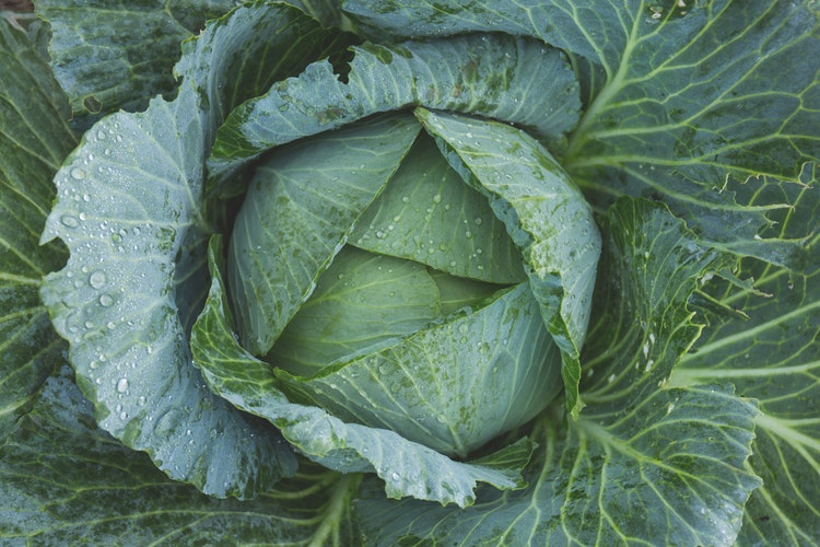 cabbage production