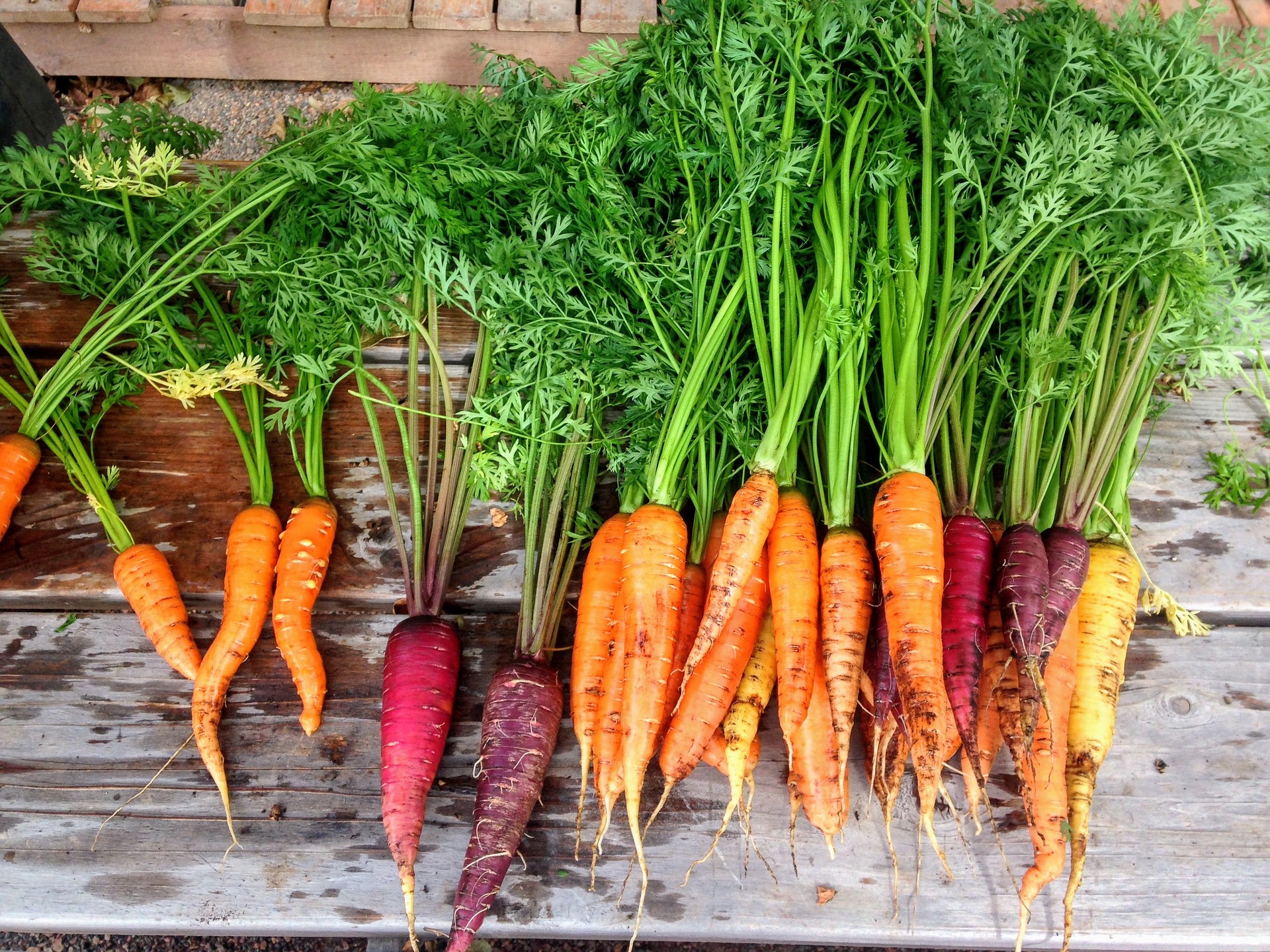 companion gardening; carrots