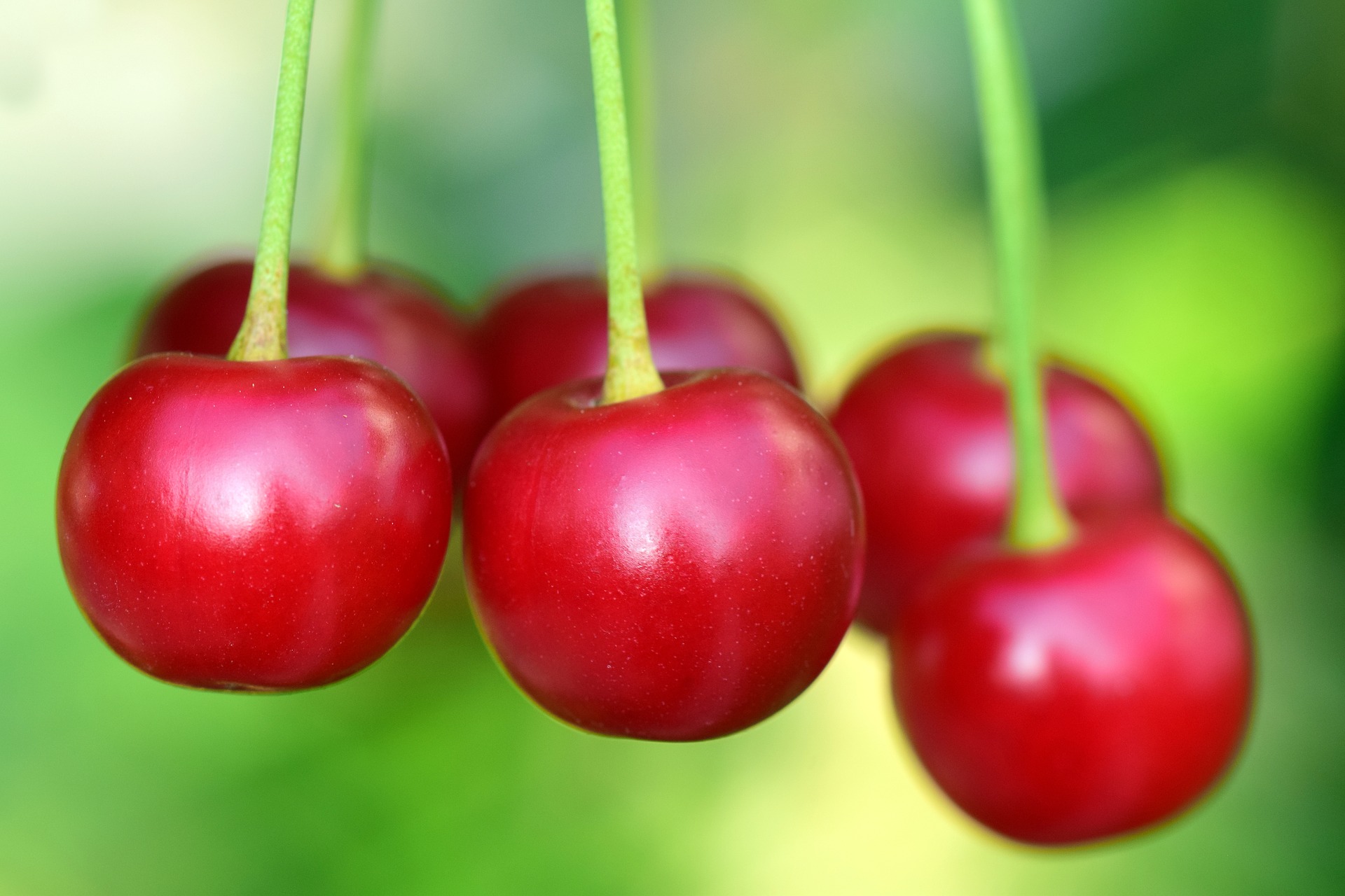 cherry facts