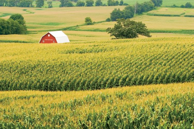 How Do Farmers Harvest Corn? - The Farmer's Life