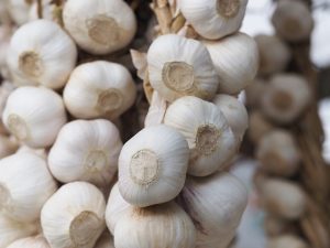 Garlic clove to plant