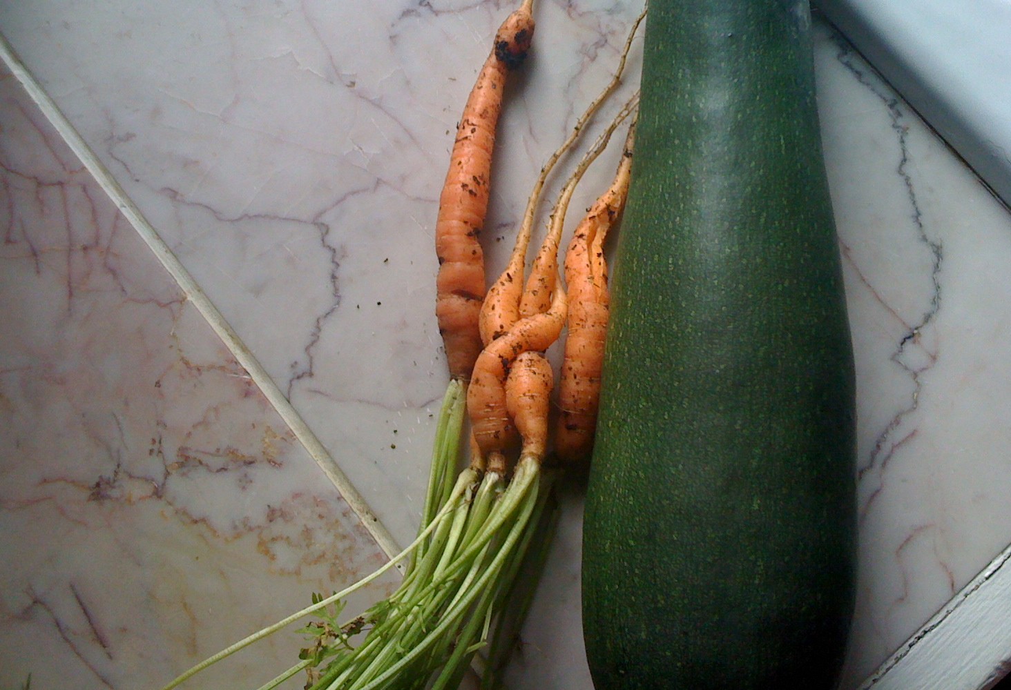 carrots and zucchini from my garden
