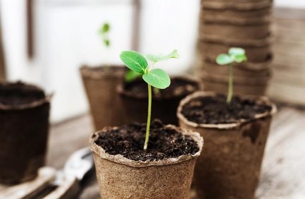 grow vegetables from seeds