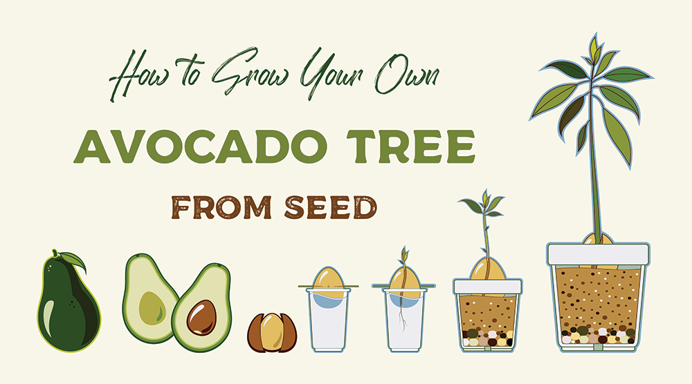 how to grow an avocado tree from the pit