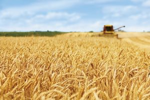 Top 10 Ohio Agriculture Products - Farm Flavor