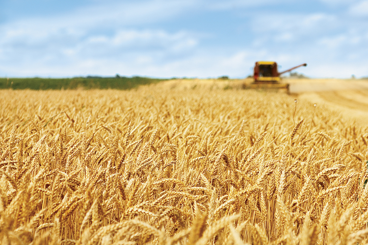 Combine harvesting wheat