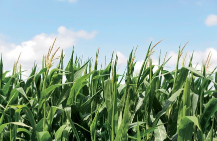 Corn Field and Blue Sky Horizontal